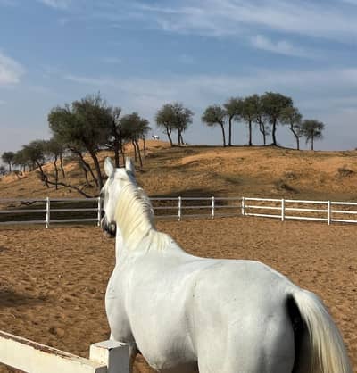 Paddock Cafe Ras Al Khaimah