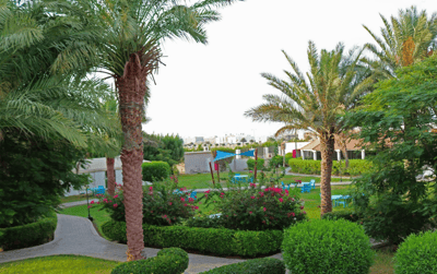 Garden