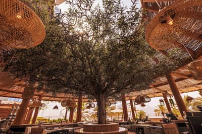 Central tree under wooden canopy at Ula Dubai Beach Club.