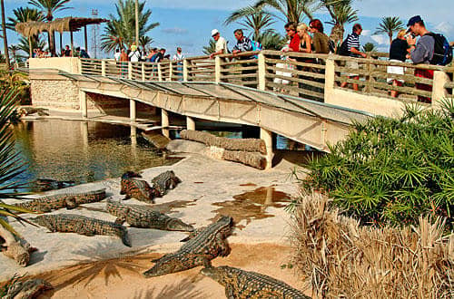 Dubai Crocodile Park
