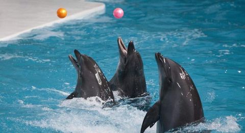 Dubai Dolphinarium